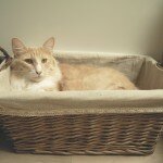 Karma Bitch or a Night to Remember