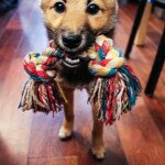 The Little Green Shop